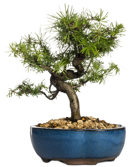 Bonsai de jardin