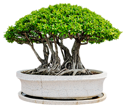 Bonsai de jardin