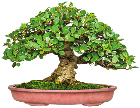 Bonsai de jardin